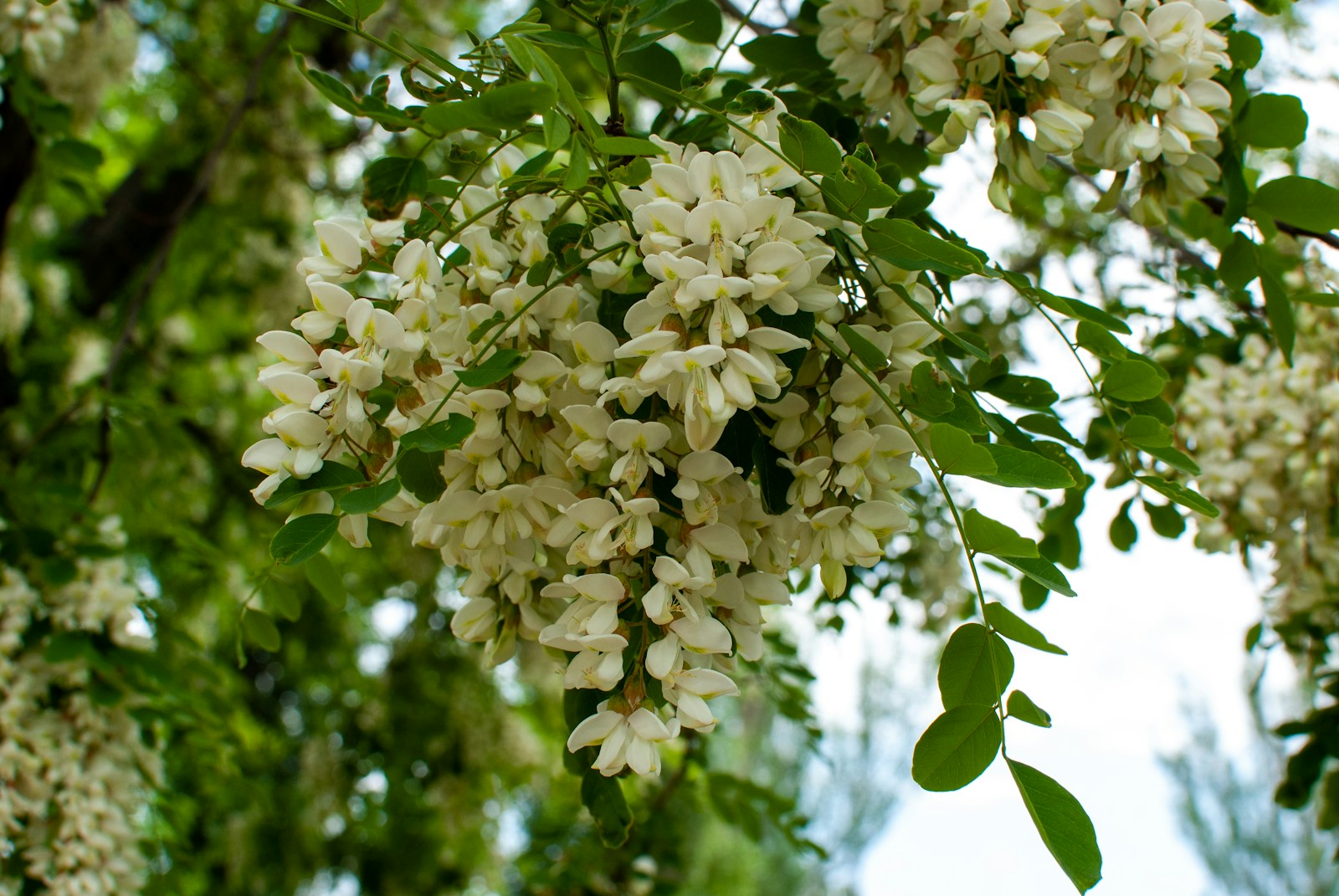 Miel de acacia: el dulce susurro de la naturaleza