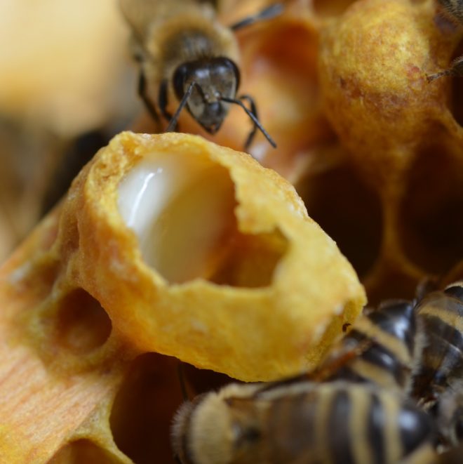 Descubriendo el Misterioso Elixir: Jalea Real y el Sorprendente Mundo de las Abejas
