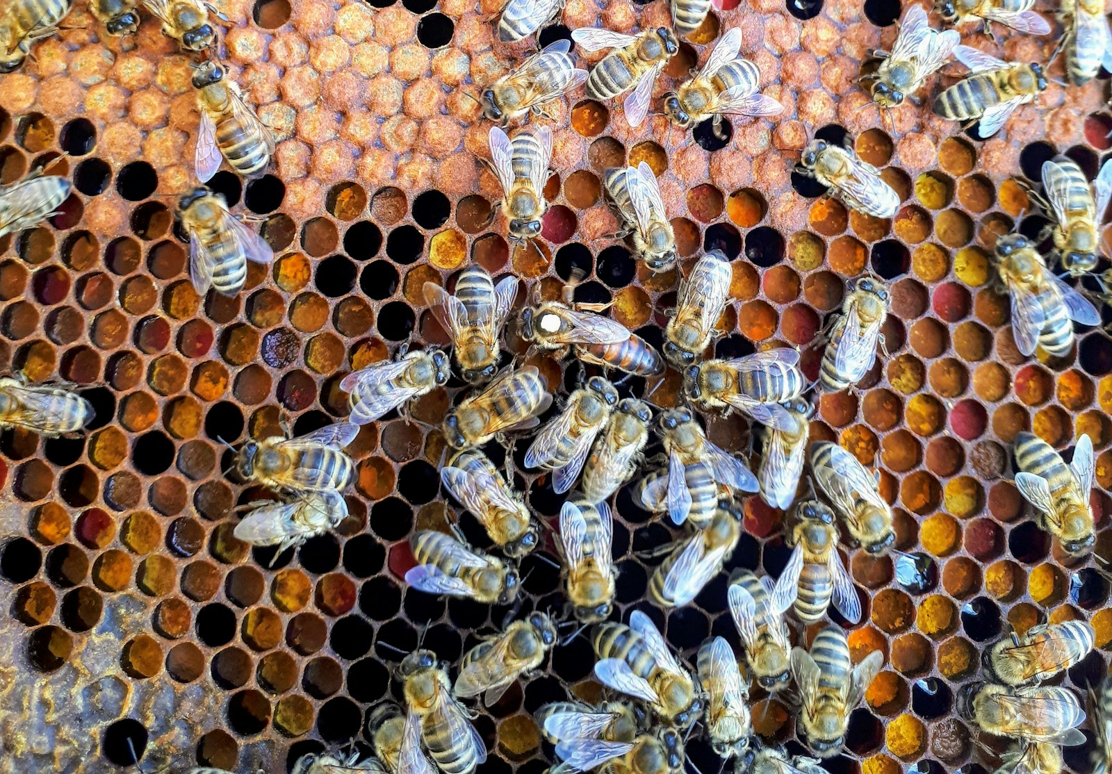 El misterio y la majestuosidad de la abeja reina
