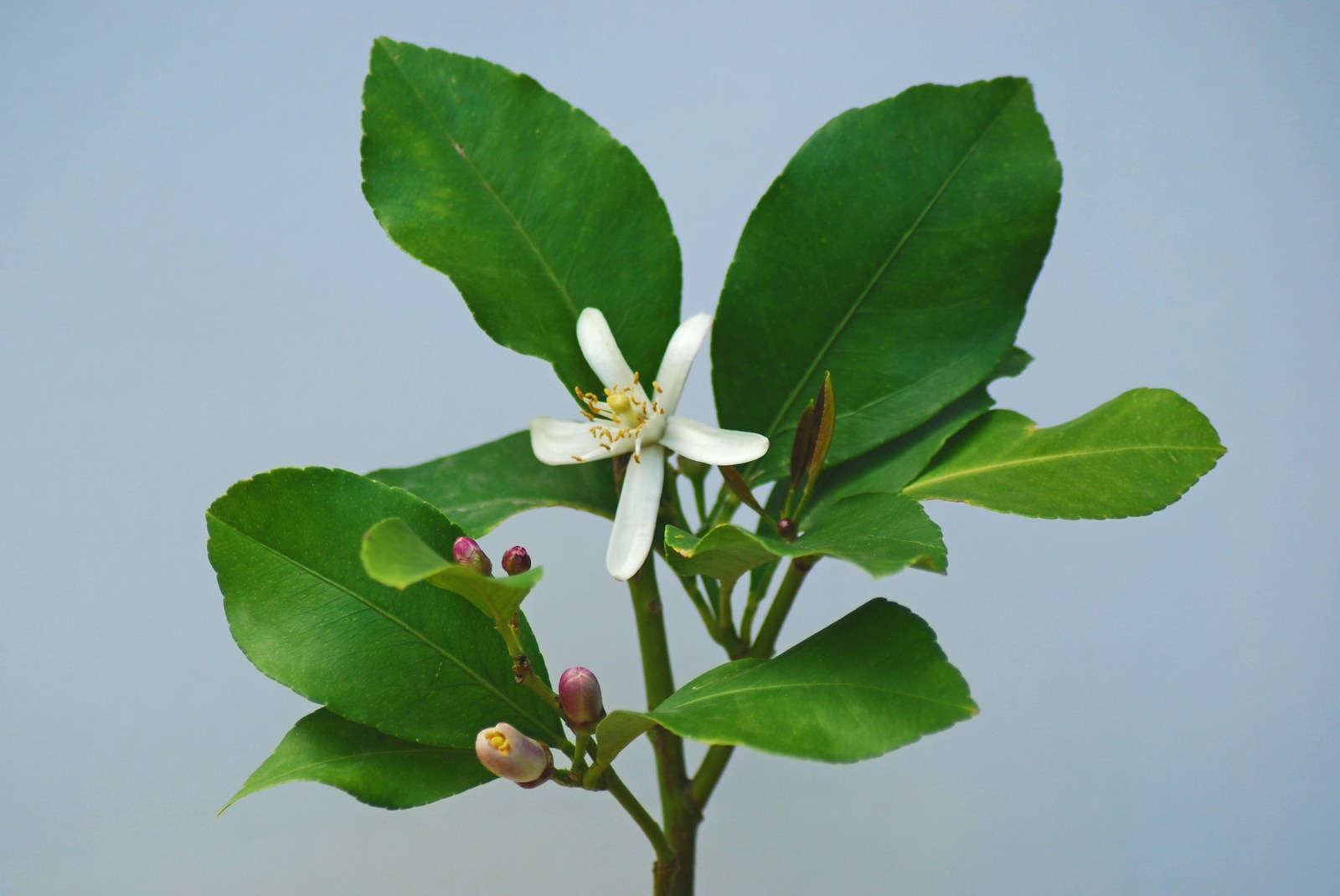 Miel de azahar: un dulce viaje a la primavera en cada cucharada